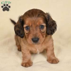 Remmi, Dachshund Puppy